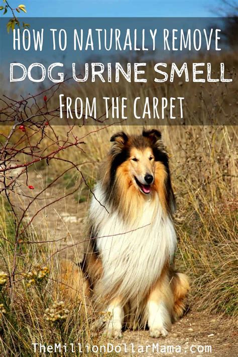 dog urine smell in carpet padding